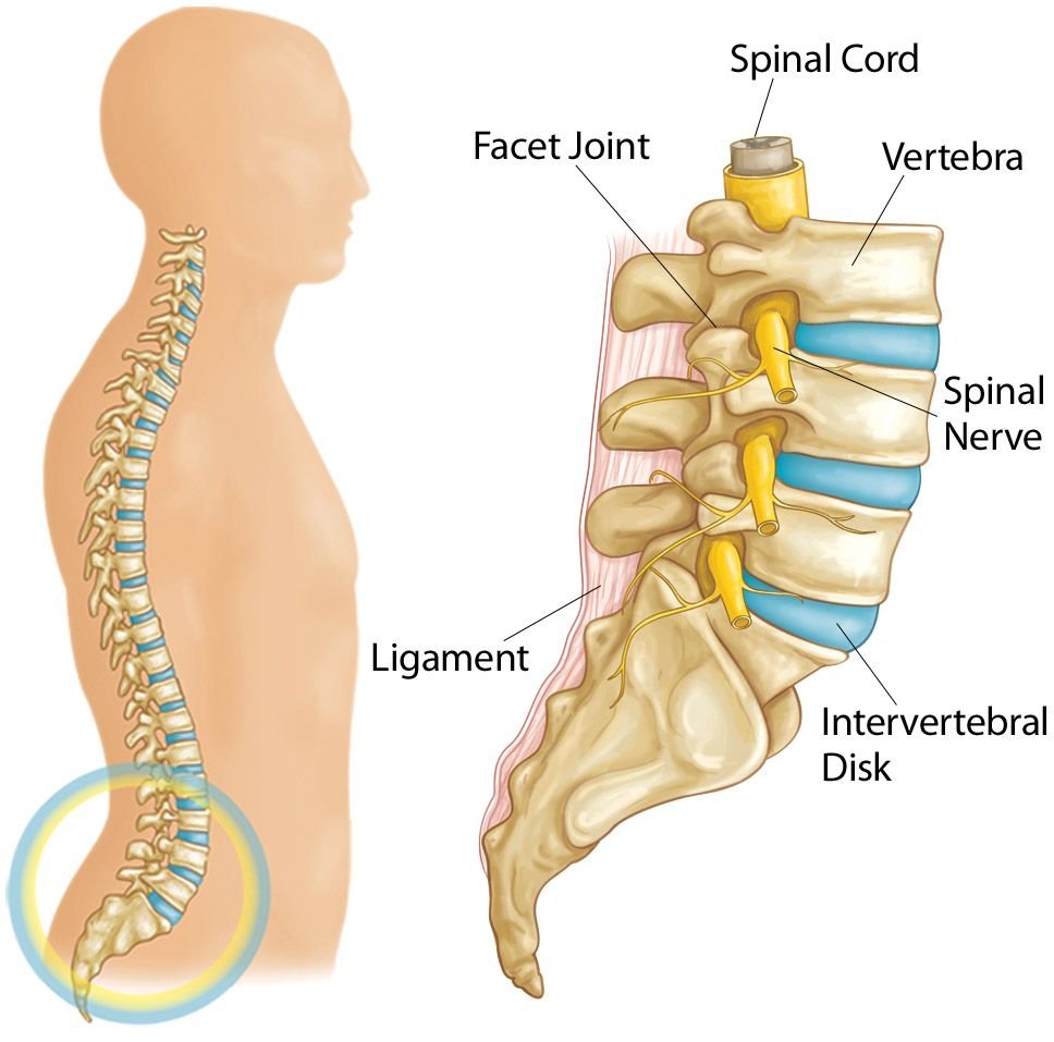 Physiotherapy rehabilitation for back pain recovery